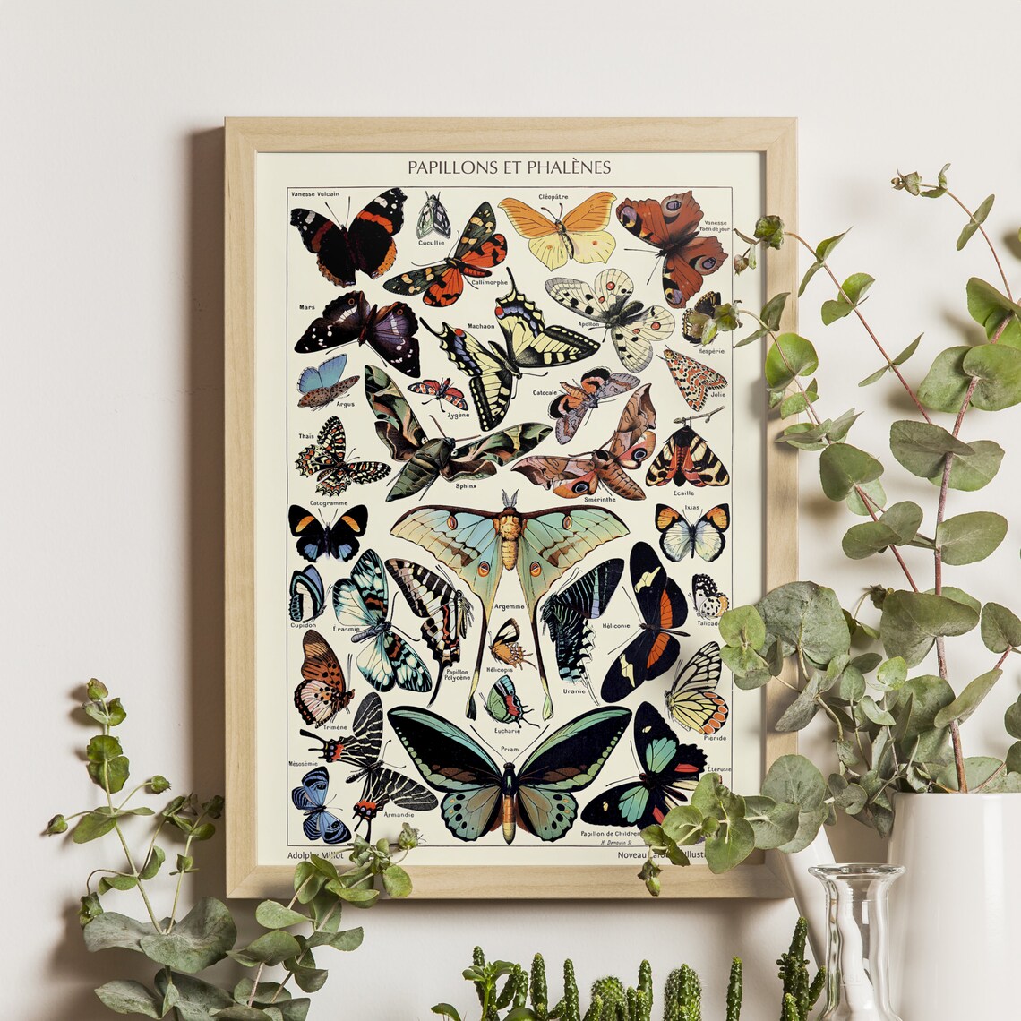 Adolphe Millot Butterflies and Moths, Vintage Science Art
