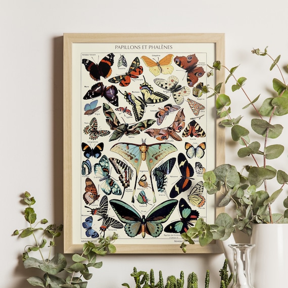 Adolphe Millot Butterflies and Moths, Vintage Science Art