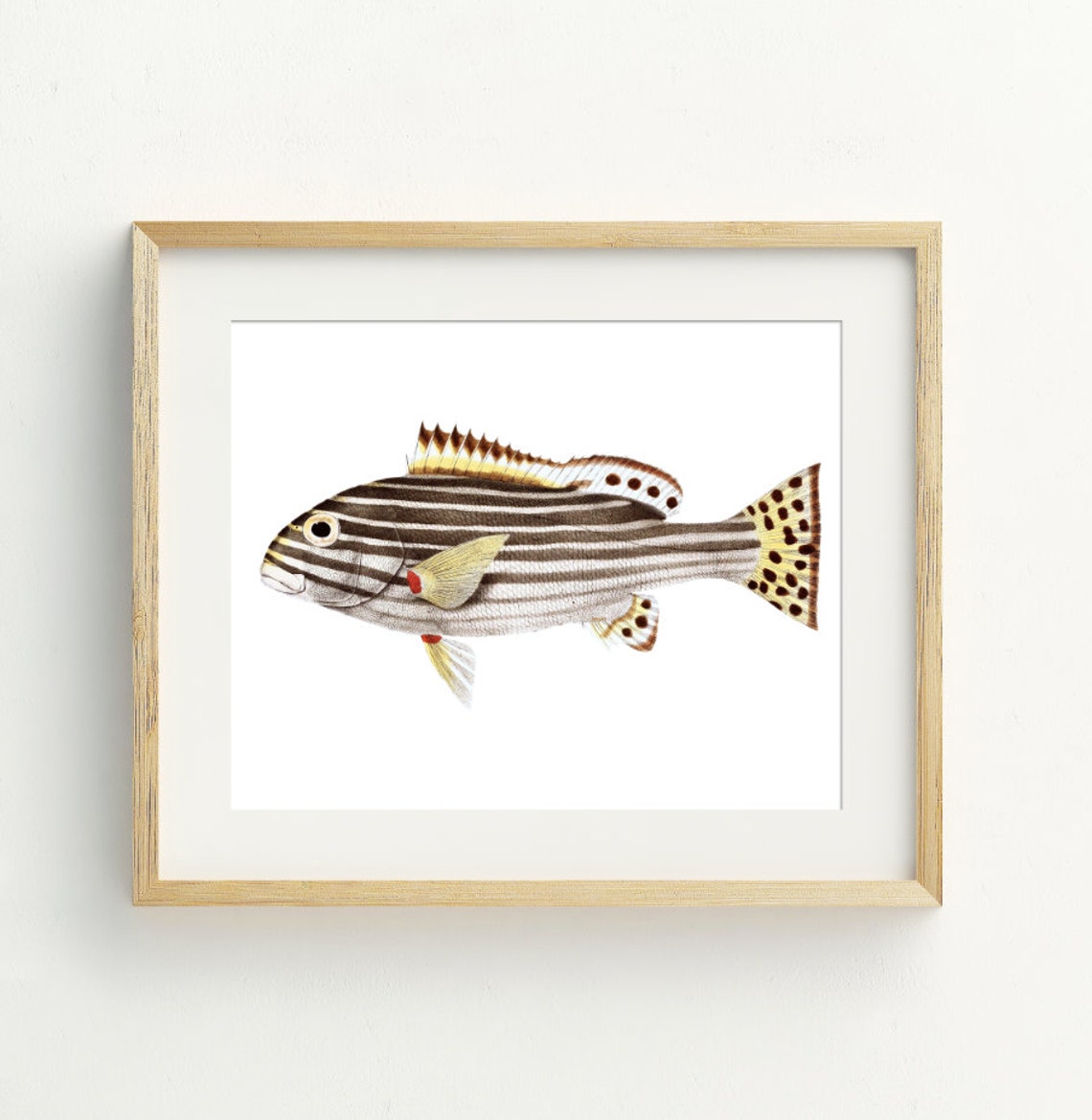 Striped Tropical Reef Fish Vintage Natural History Marine Art Print
