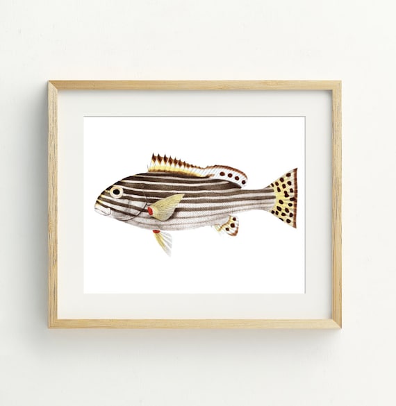 Fish Print Fish Wall Art Fish Beach Decor Coastal Wall Art Nautical Art Beach Art 5x7 8x10 11x14