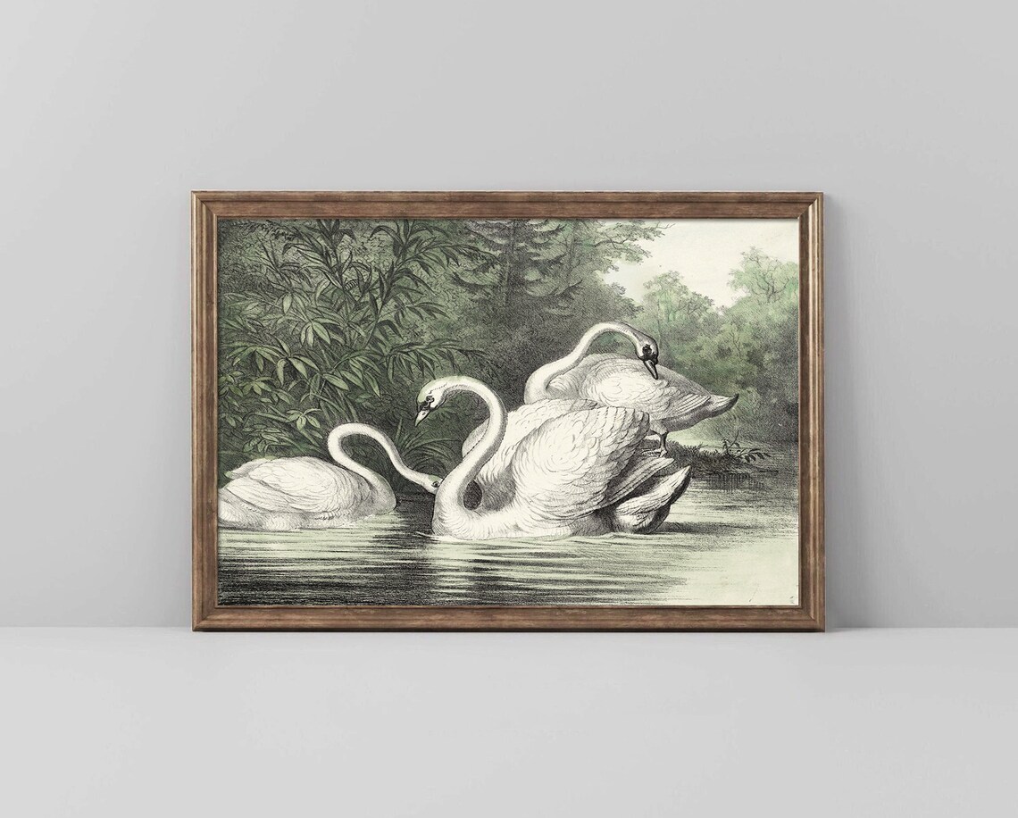 Three Swans on Calm Water Vintage Green Tint Engraving Poster - Image 2