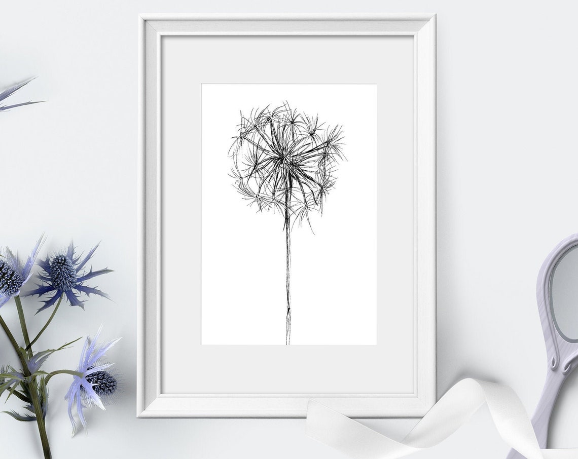 Dandelion Seed Head Black White Botanical Line Sketch Art Print