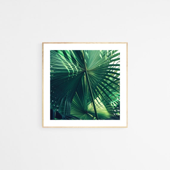 Bismarck Palm Tree Art Print, Tropical Botanical