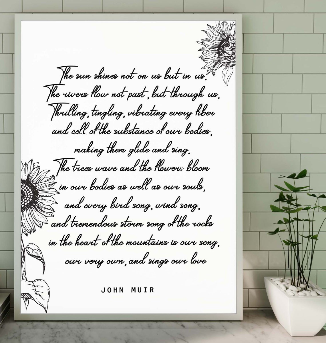 John Muir Sun Shines In Us Sunflower Script Nature Quote Poster