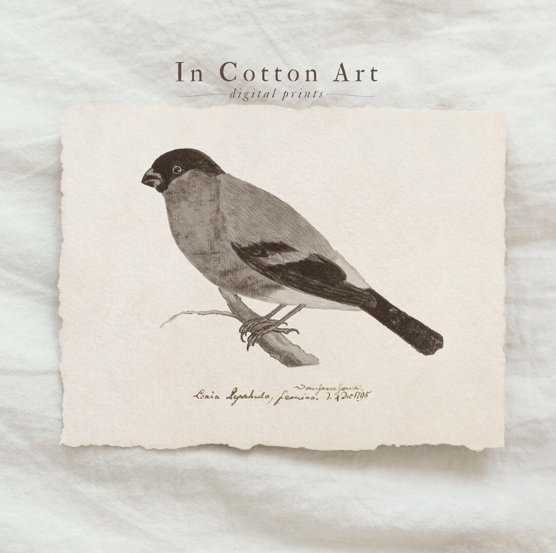 Vintage Bullfinch Bird Print, Antique Bird Illustration