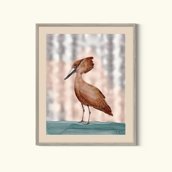 Hamerkop Scopus Umbretta, African Bird Art Print