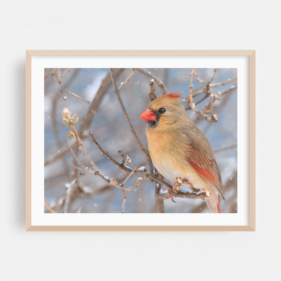 Female Northern Cardinal Perched In Snow Fine Art Photo Poster