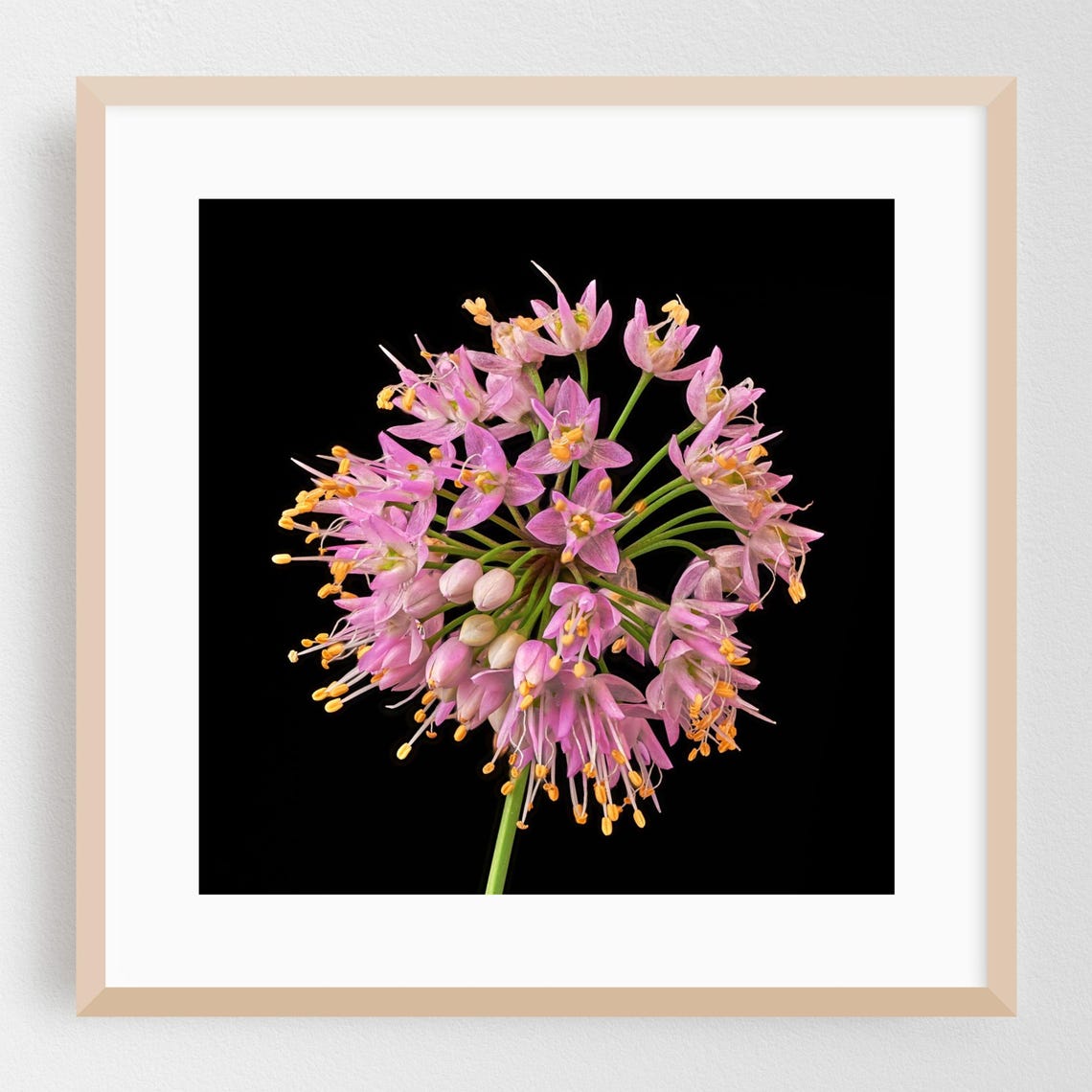 Pink Allium Flower Cluster Macro Photography Poster on Black