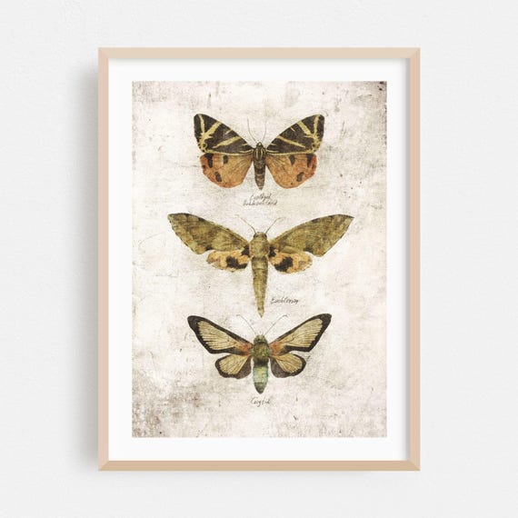 Vintage Print Botanical Wall Art Nature Framed Insect Home Decor Rustic Poster Illustration Fine Floral Drawing