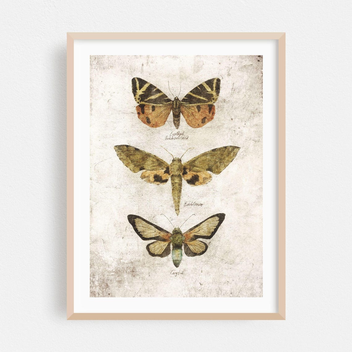 Three Vintage Moth Illustrations Natural History Entomology Art Poster
