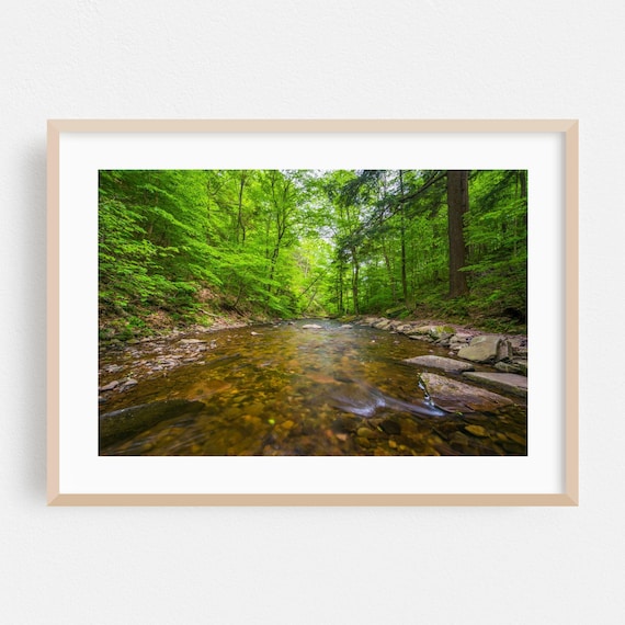 Pennsylvania Forest Stream Summer Green Woodland Photo Poster