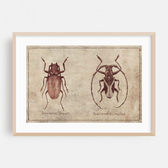 Vintage Print Insect Wall Art Nature Framed Botanical Home Decor Illustration Poster Retro Fine Drawing