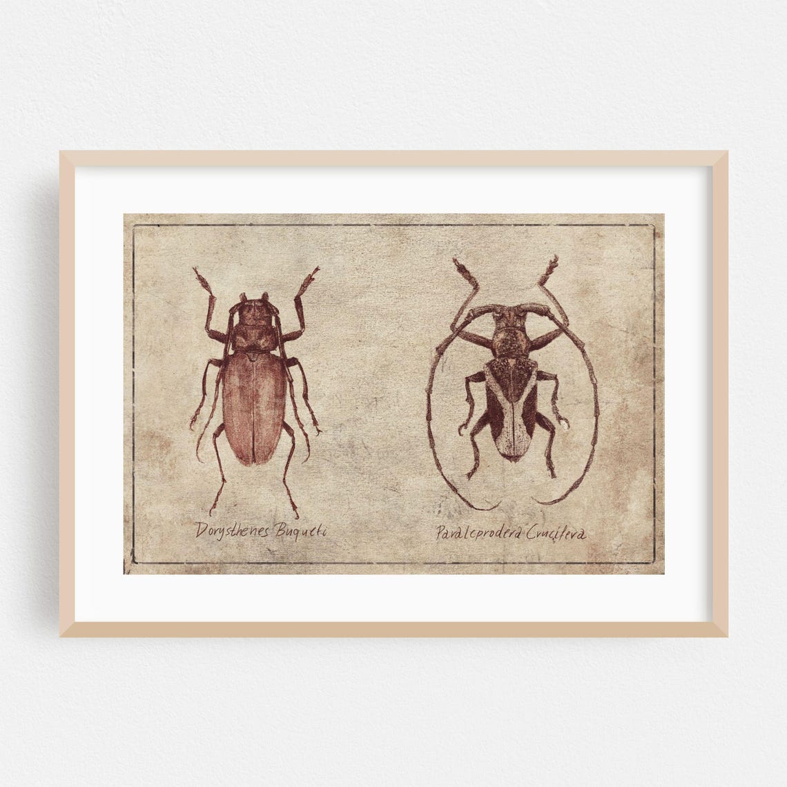 Vintage Print Insect Wall Art Nature Framed Botanical Home Decor Illustration Poster Retro Fine Drawing