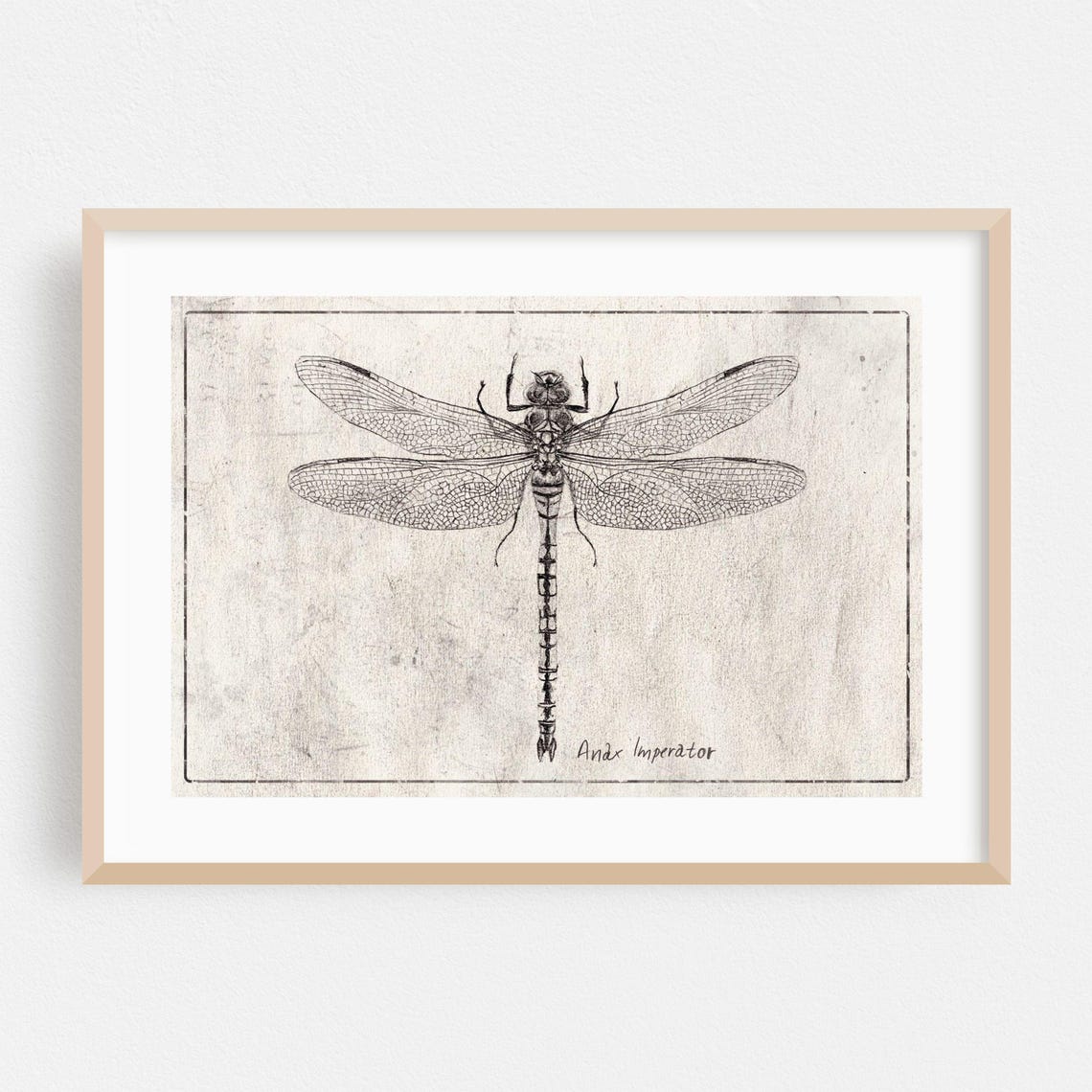 Vintage Anax Imperator Dragonfly Monochrome Line Drawing Wall Art