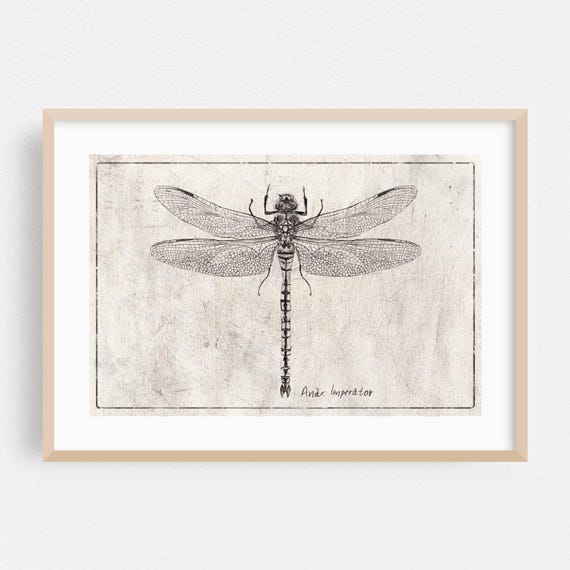 Line Art Print Dragonfly Wall Botanical Framed Vintage Home Decor Nature Poster Minimalist Fine Drawing Anax Imperator