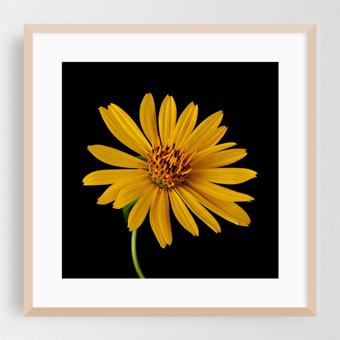 Yellow Daisy Flower Macro Photography Black Background Wall Art