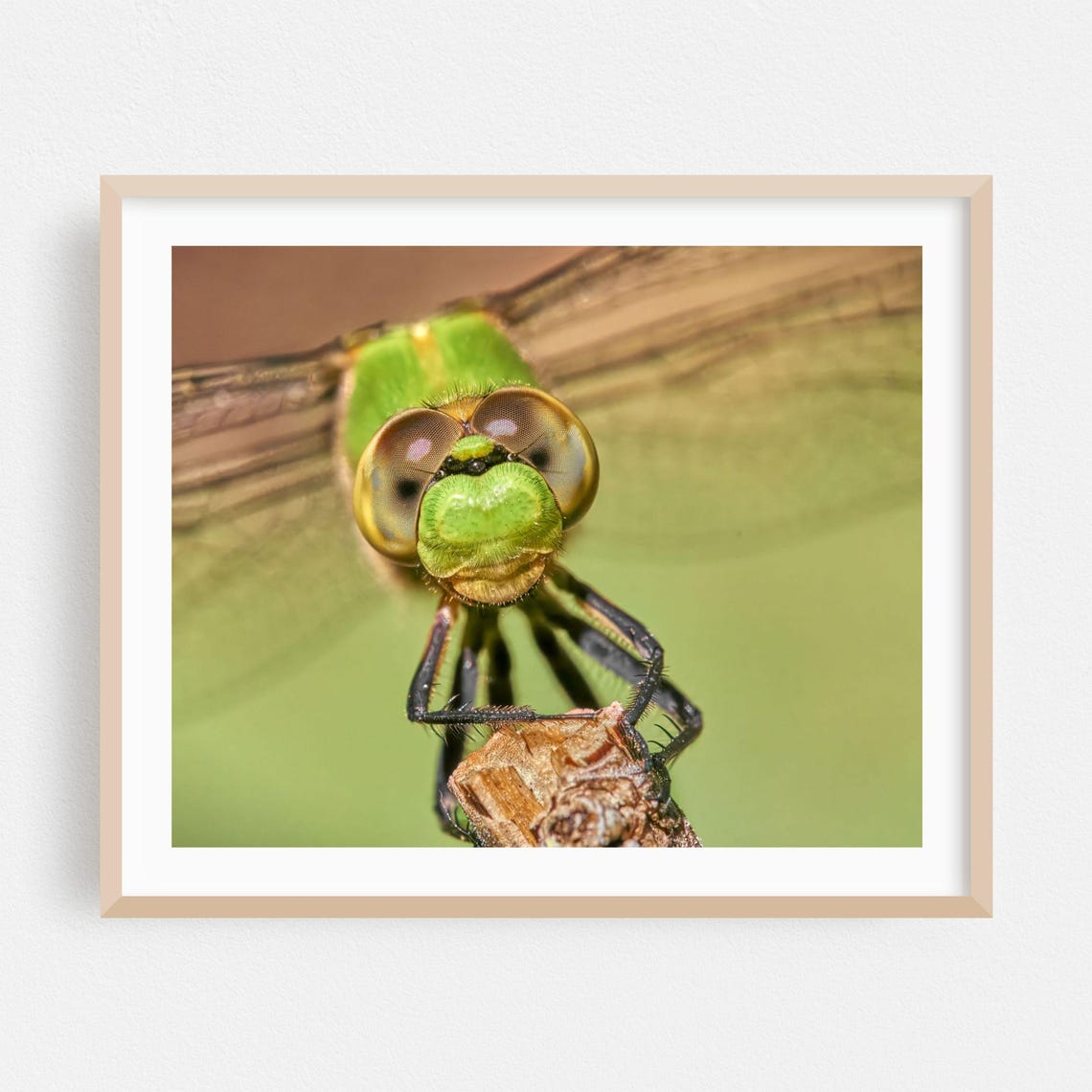 Green Dragonfly Face Extreme Macro Compound Eyes Photo Poster