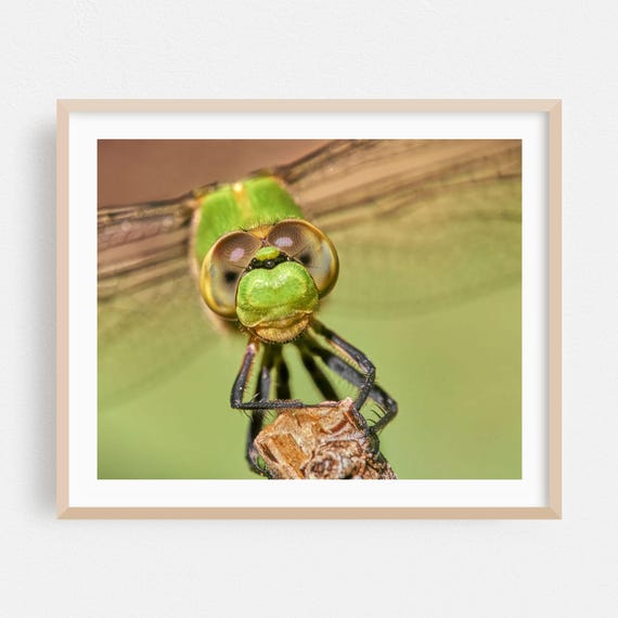 Insect Print Dragonfly Wall Art Wildlife Framed Nature Home Decor Animal Poster Botanical Fine Photography
