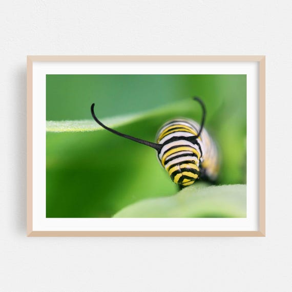 Insect Print Wildlife Wall Art Nature Framed Botanical Home Decor Animal Poster Photography Fine