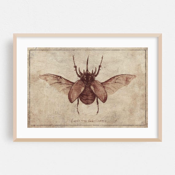 Vintage Print Insect Wall Art Illustration Framed Nature Home Decor Rustic Poster Drawing Fine Eupatorus Gracilicornis Copy