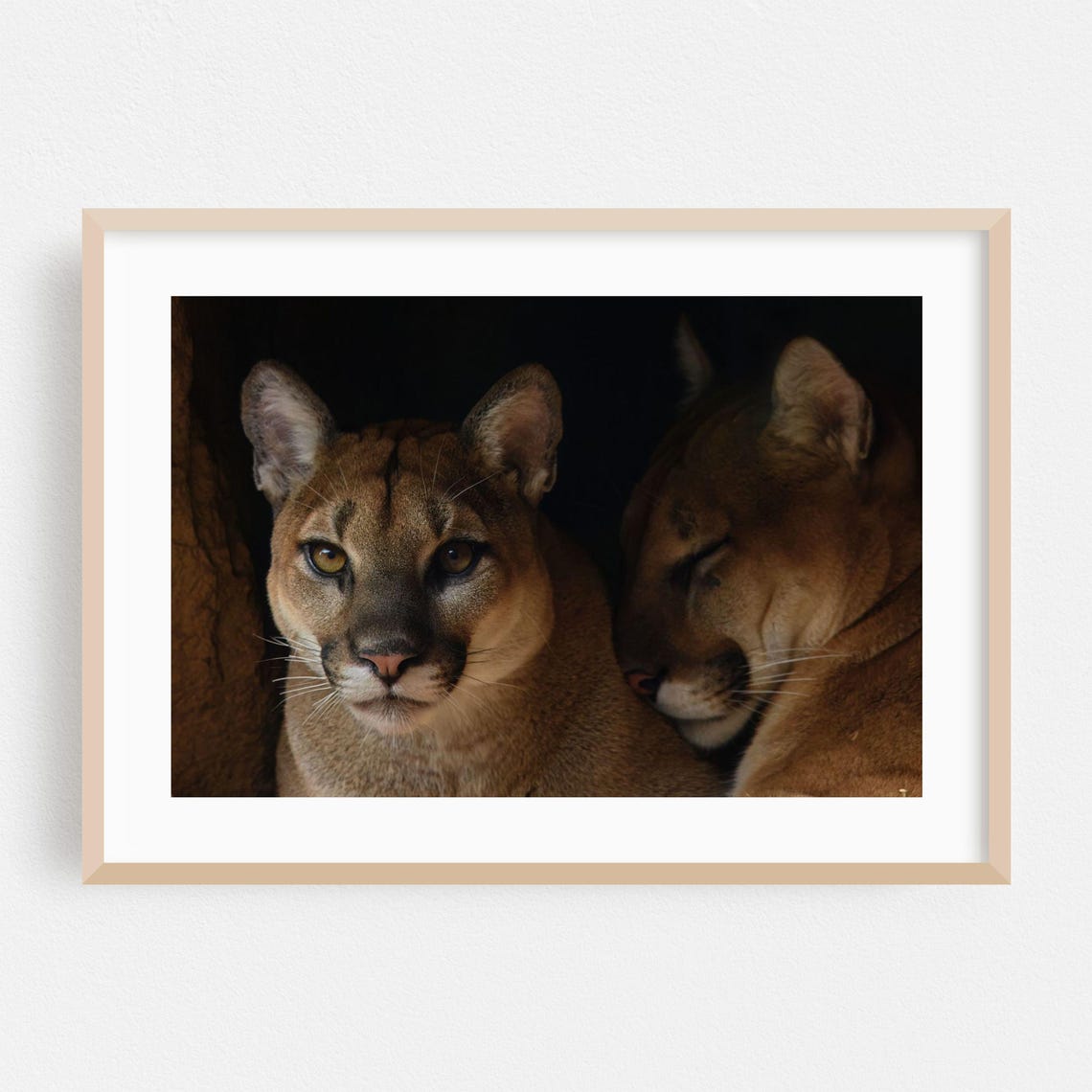Two Cougars Resting In Dark Den Moody Wildlife Photography Poster