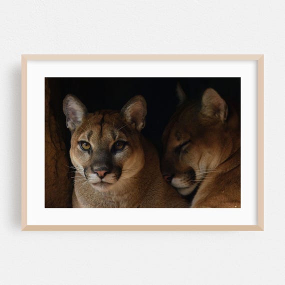 Wildlife Print Animal Wall Art Nature Framed Portrait Home Decor Wilderness Poster Moody Fine Photography Cougars