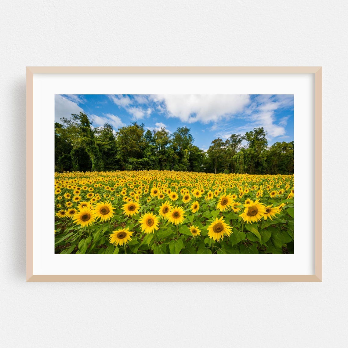 Sunflower Field Stretching Under A Summer Sky Maryland Poster
