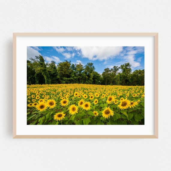 Sunflower Field Stretching Under A Summer Sky Maryland Poster