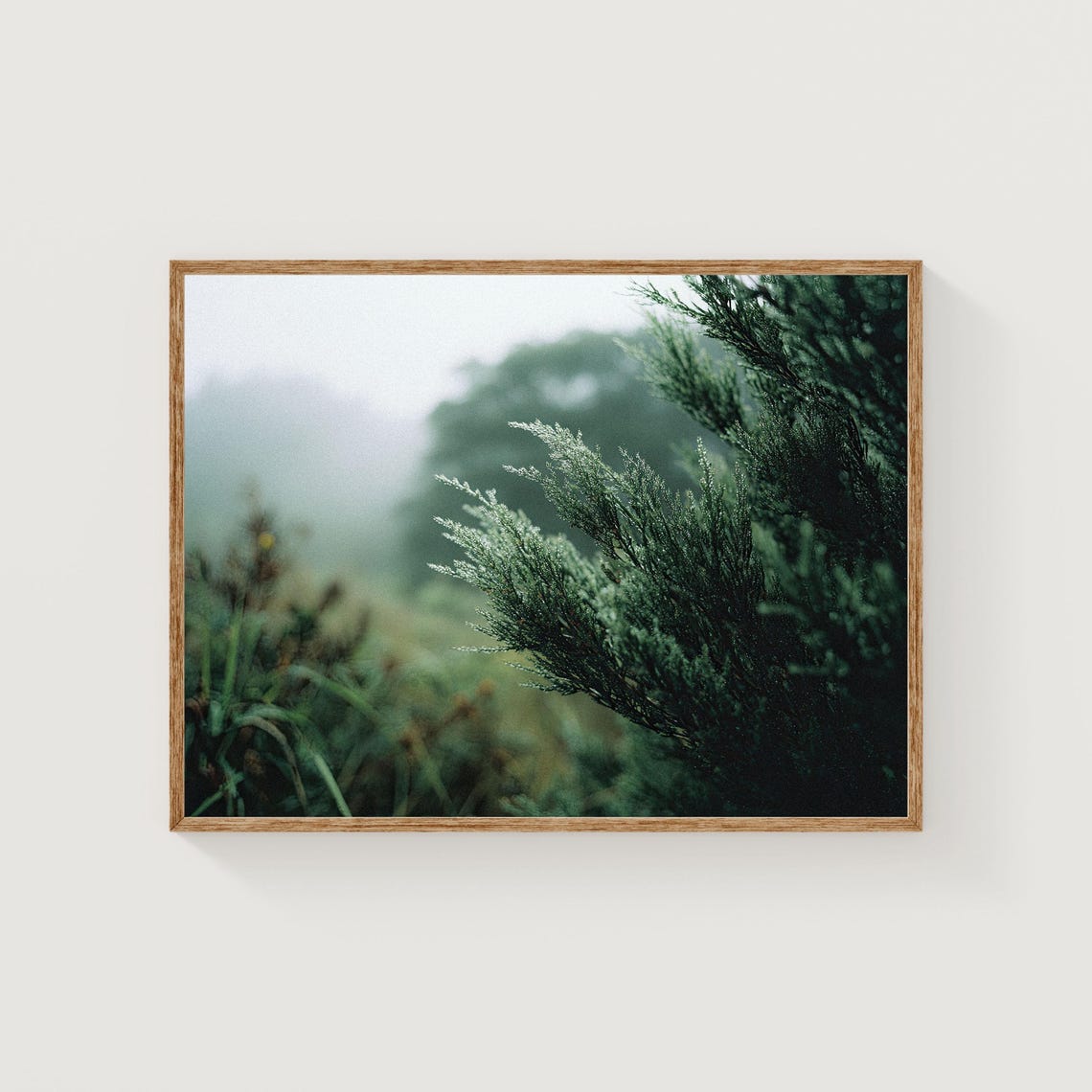 Misty Evergreen Branches in Soft Fog Nature Photography Poster