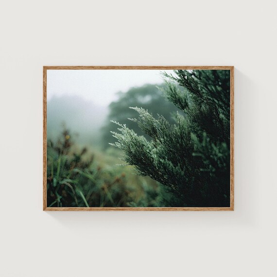 Misty Evergreen Branches in Soft Fog Nature Photography Poster