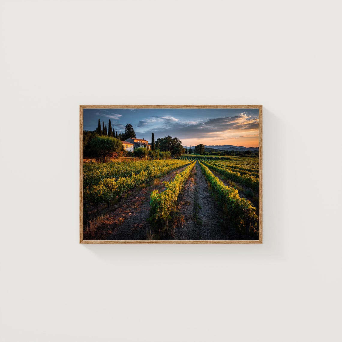 Golden Sunset Vineyard Rows Countryside Landscape Photography Poster