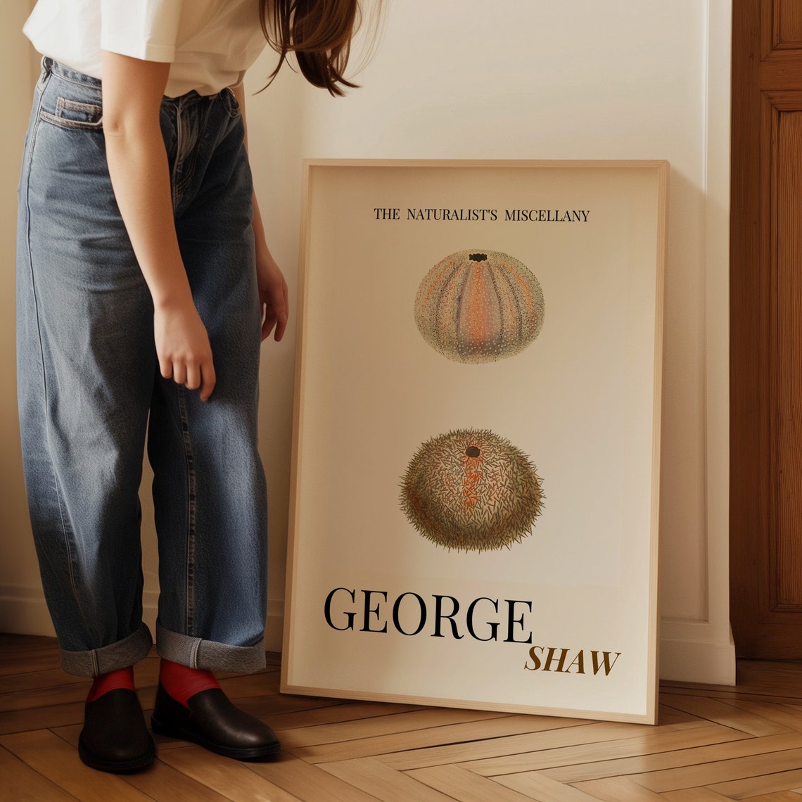 George Shaw Antique Sea Urchin Shells Natural History Poster - Image 3
