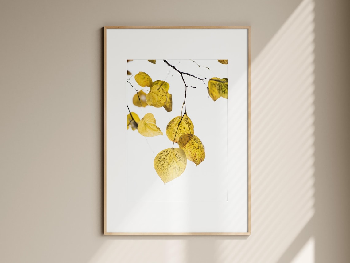Golden Yellow Aspen Leaves On Branch White Background Minimalist Fall Photo Poster