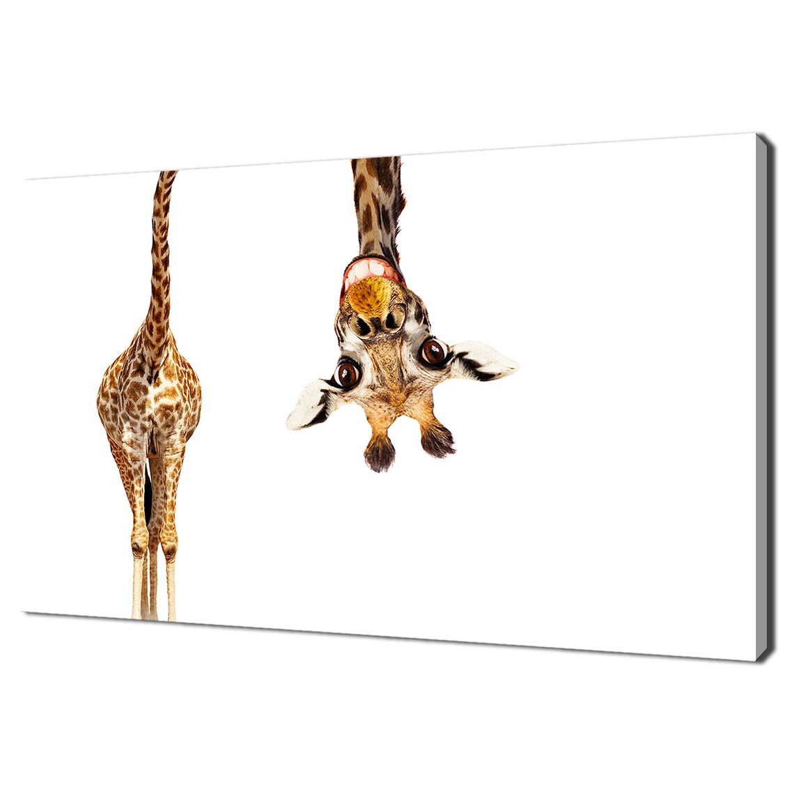 Curious Giraffe Black and White Wall Art Print