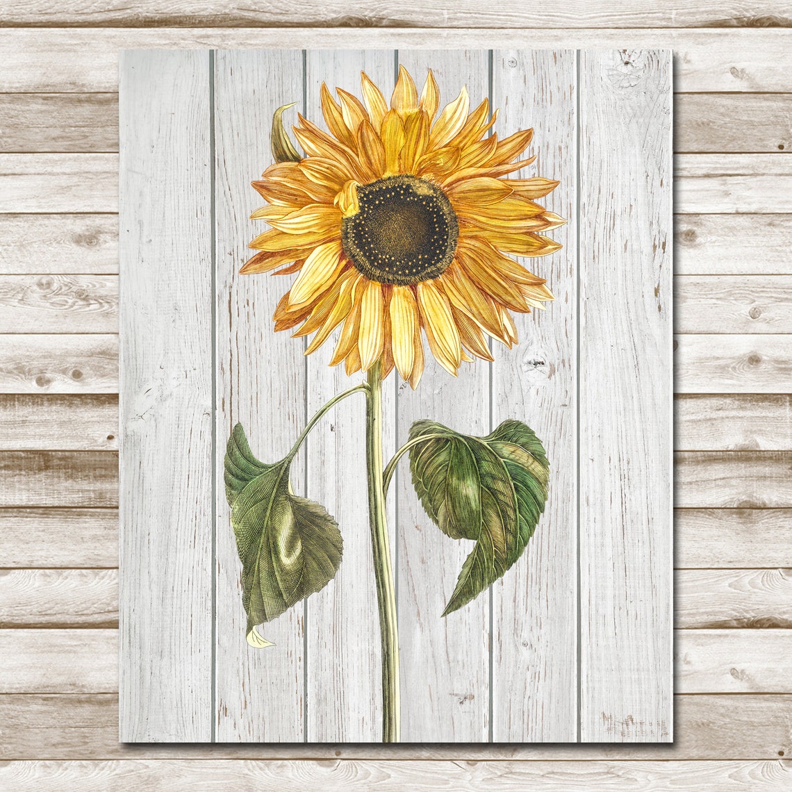 Vintage Sunflower Whitewashed Wood Rustic Farmhouse Botanical Poster - Image 4
