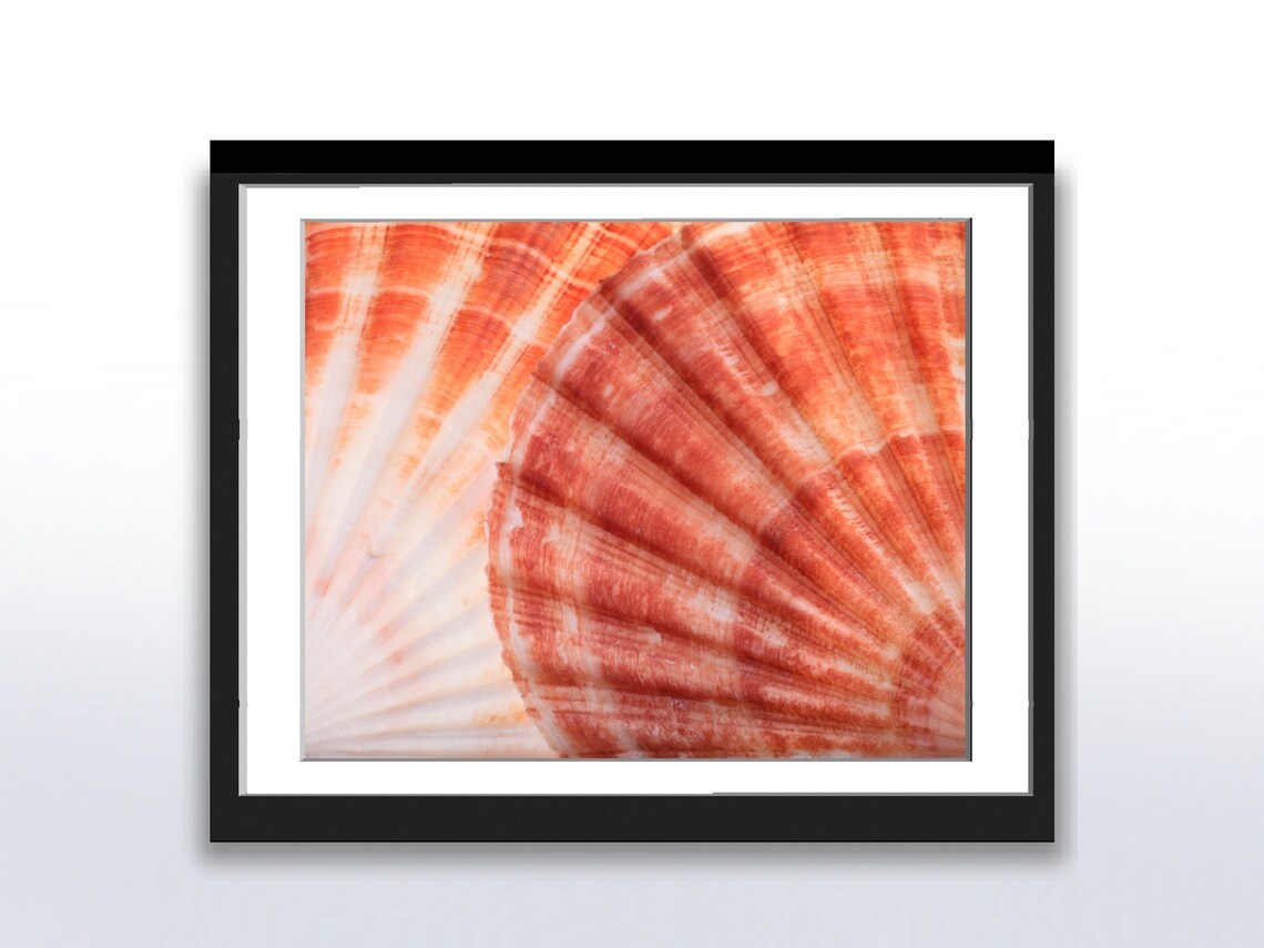 Seashells Photo, Ocean Vacation Seashore Image