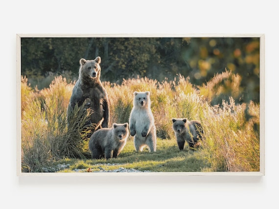 Samsung Frame Tv Art Grizzly Bear Photo Nature For Wildlife Photography Baby Print