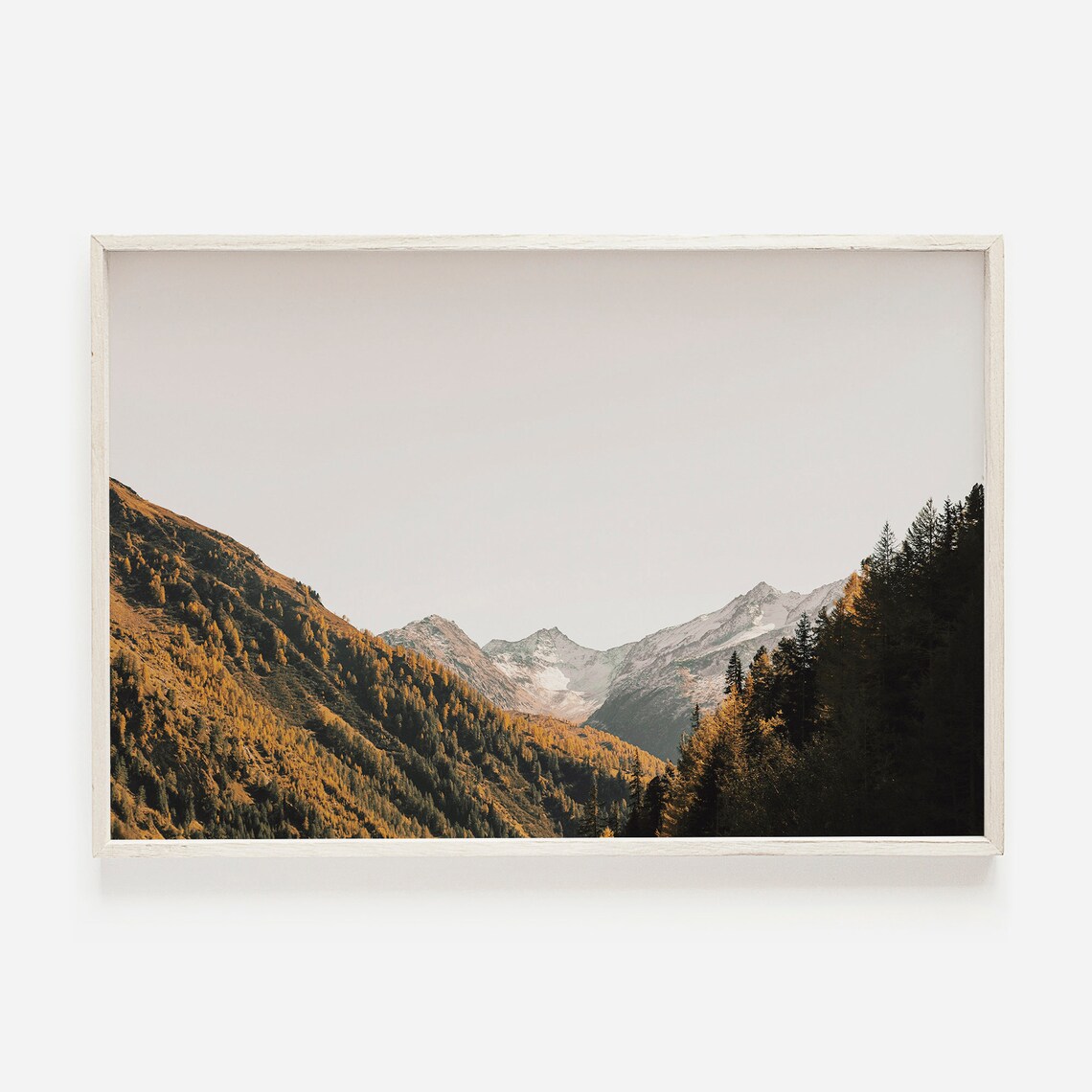 Colorado Autumn Golden Larch Slopes Snowy Peaks Mountain Photography Print