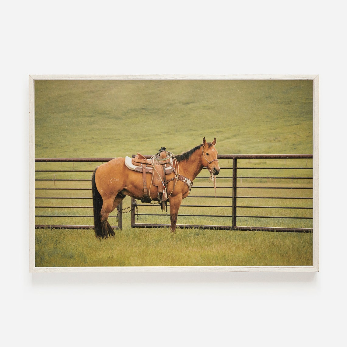 Saddled Dun Horse Resting By A Ranch Gate In Green Pasture Poster