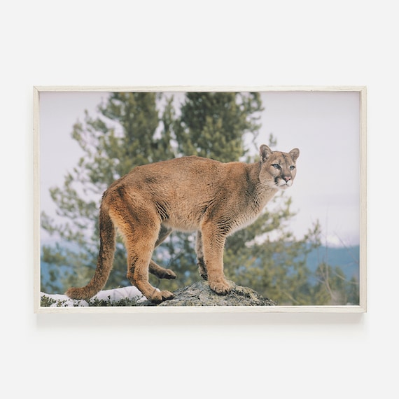 Majestic Mountain Lion Alert On Rocky Perch Wildlife Photo Poster