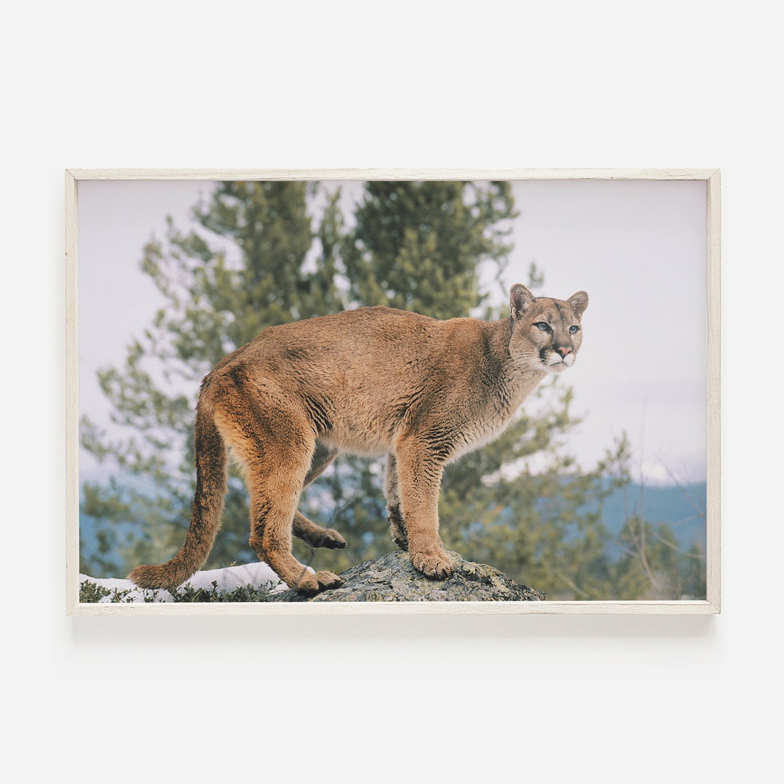 Majestic Mountain Lion Alert On Rocky Perch Wildlife Photo Poster