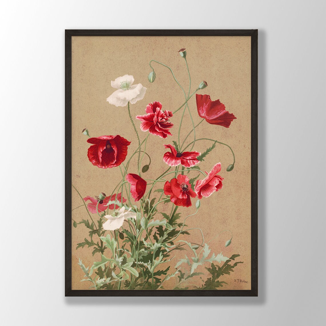 Vintage Poppies Botanical Art Print, Farmhouse Decor