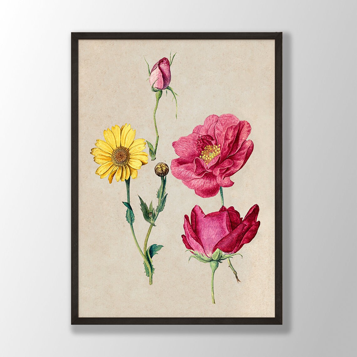Vintage French Rose Daisy Botanical Plate Antique Garden Poster