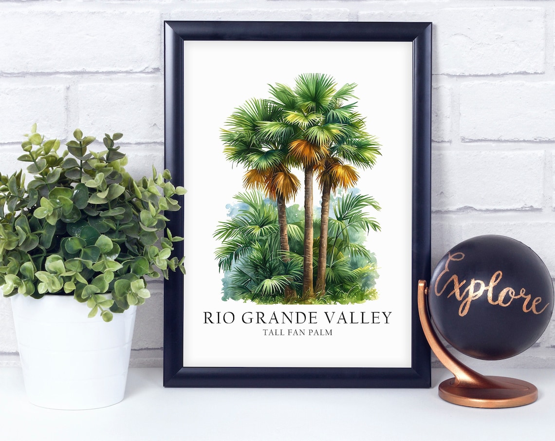 Tall Fan Palm Rio Grande Valley South Texas Poster Print