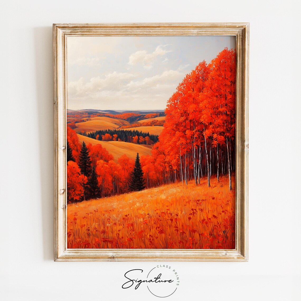 Scarlet Birch Grove on Rolling Golden Hills in Peak Autumn Color Wall Art