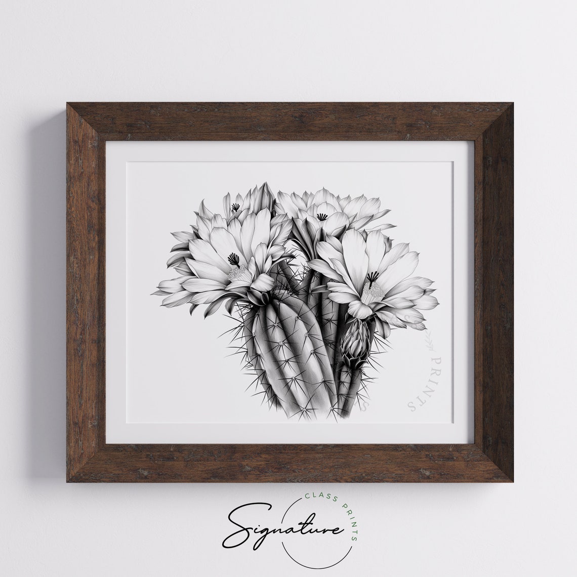 Blooming Cactus Flowers Black And White Botanical Sketch Art Poster - Image 5