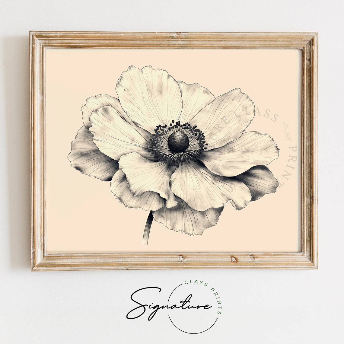 White Anemone Bloom Close Up Delicate Botanical Sketch Art Poster