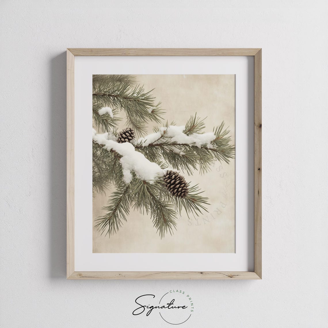 Snow Covered Pine Branch With Pinecones Winter Botanical Art Poster - Image 2