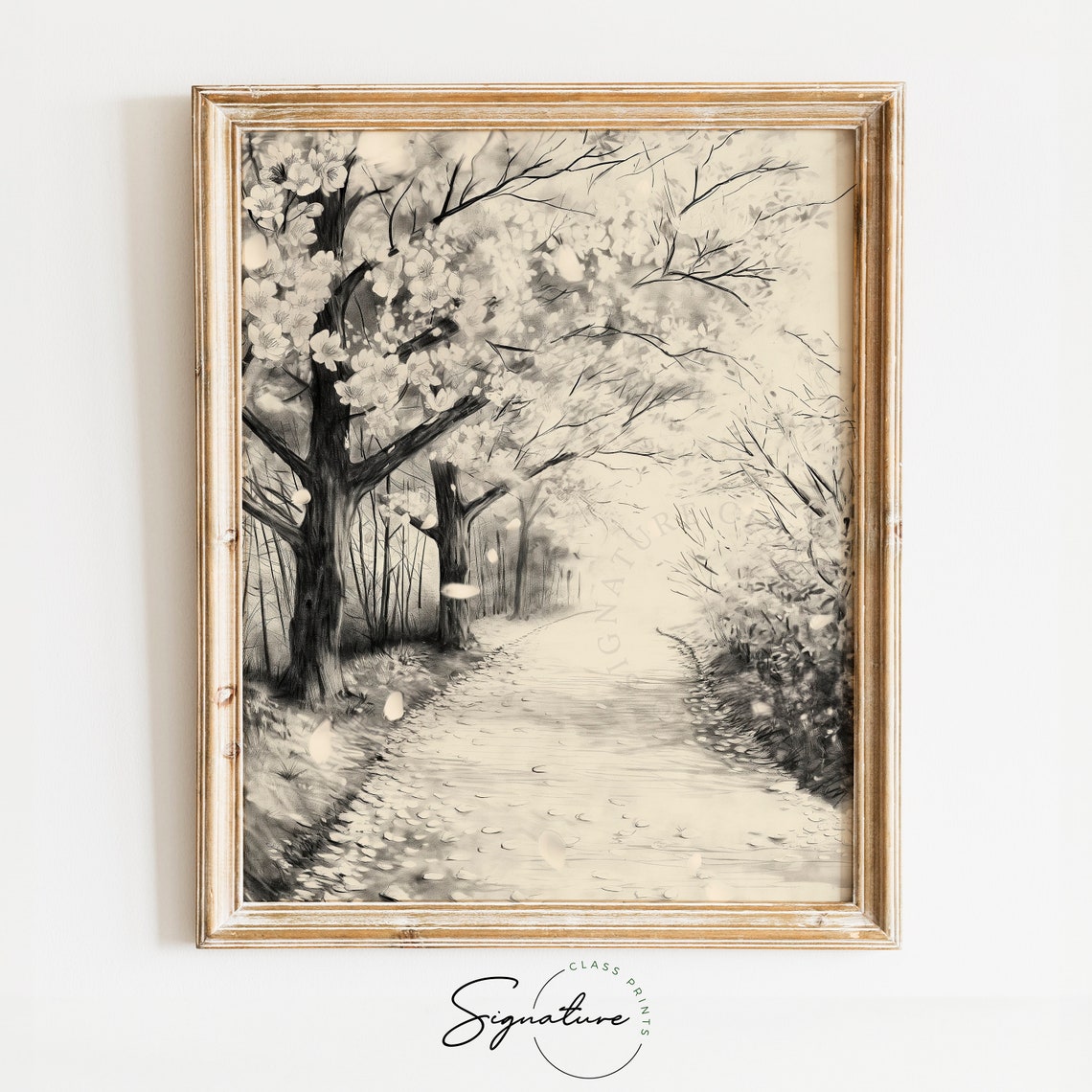 Cherry Blossom Path In Spring Monochrome Watercolor Art Poster