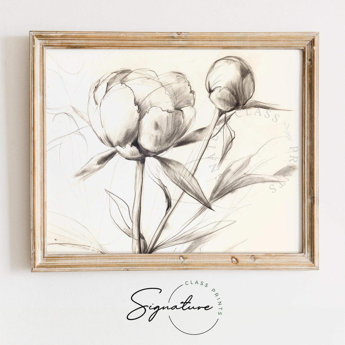 Peony Buds Delicate Gray Pencil Botanical Sketch Line Art Poster